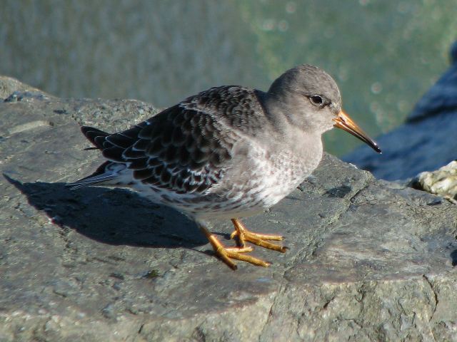 Purple Sandpipers